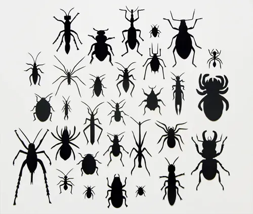 Bugs, Beetles and Butterflies